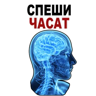 😊 СПЕШИ ЧАСАТ brain, head, rush, hurry, russian text telegram sticker