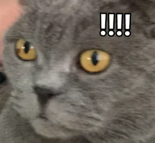 🐱 !!!! chat, animal, choc, surprise, exclamation telegram sticker