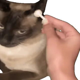 👂 cat, cleaning, ear, cotton swab, siamese, pet, grooming whatsapp sticker