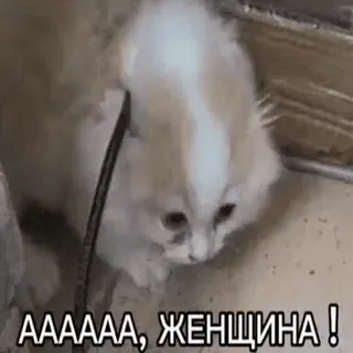 👩 AAAAAA, ЖЕНЩИНА! chat, russe, mème, drôle, texte, femme, chaton whatsapp sticker