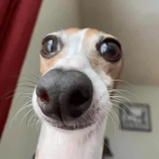 😳 dog, close-up, animal, pet, funny, whimsical telegram sticker