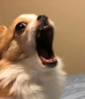 🐾 Hund, Chihuahua, Tier, Haustier, Gähnen, offener Mund telegram sticker