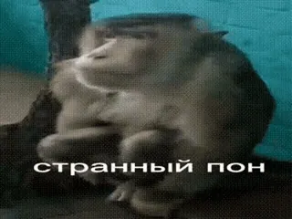 🌟 странный пон macaco, animal, meme, russo, engraçado whatsapp sticker