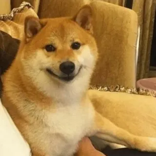 😊 perro, shiba inu, animal, mascota, lindo, sonriendo, doge, meme telegram sticker