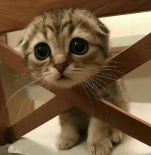 😿 Kätzchen, Katze, süß, niedlich, Haustier, Tier telegram sticker