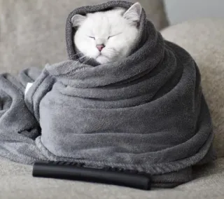 😸 kat, deken, gezellig, schattig, dier telegram sticker