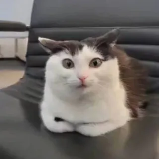 😲 Beluga Beluga Cat whatsapp sticker