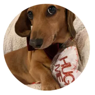 🥺 HUG ME dog, dachshund, hug, valentines, love, cute whatsapp sticker
