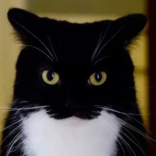 😐 cat, animal, black and white, tuxedo cat, pet, mammal whatsapp sticker