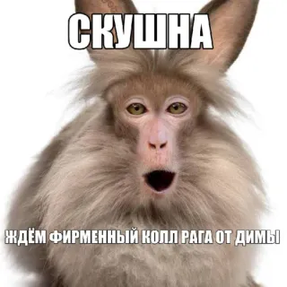 🤩 СКУШНА
ждём фирменный колл рага от димы monkey, rabbit, collage, funny, animal telegram sticker