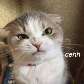 😒 cehh แมว, น่ารัก, สัตว์, สัตว์เลี้ยง, มีม, ตลก, โกรธ telegram sticker