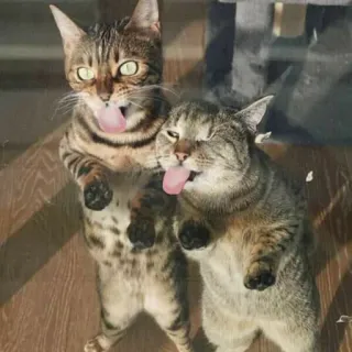 😝 Katze, Katzen, Tiere, Zunge, lustig, süß telegram sticker