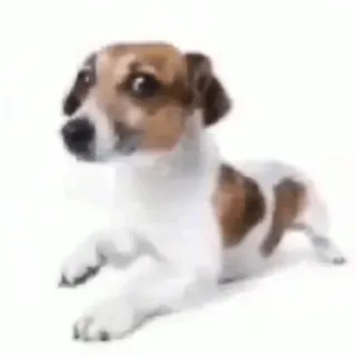 😐 dog, animal, pet, jack russell terrier telegram sticker