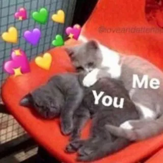 💚 You Me cats, love, affection, friendship, hearts, cute, relationship, meme telegram sticker