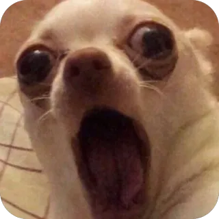 🫥 hond, chihuahua, geschokt, verrast, schreeuwend, gapend, Meme telegram sticker