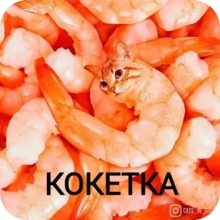 🍲 КОКЕТКА 猫, 虾, 食物, 表情包, 动物, 搞笑, 可爱 whatsapp sticker