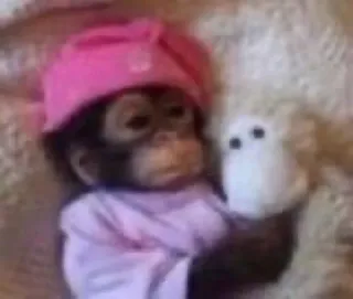 😴 mono, bebé, sombrero, animal, lindo, muñeca whatsapp sticker