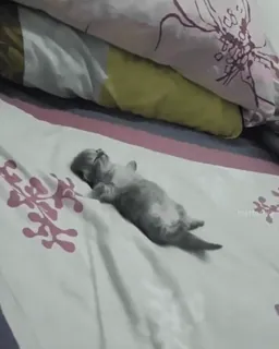 ❤ kucing, anak kucing, tidur, imut, binatang telegram sticker