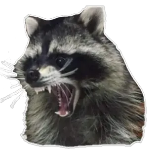 😧 Waschbär, Tier, Wildtier, wütend, knurrend, Säugetier telegram sticker