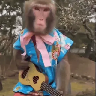 🎸 Affe, Tier, Ukulele, Shirt, süß whatsapp sticker