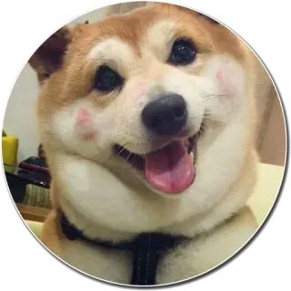😘 chien, shiba inu, joyeux, mignon, animal de compagnie, animal whatsapp sticker