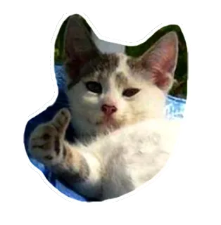 👍 แมว, สัตว์, ยกนิ้วโป้ง, เชิงบวก, สัตว์เลี้ยง, ลูกแมว telegram sticker