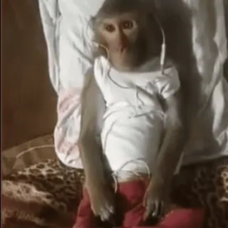 😐 macaco, animal, fones de ouvido, roupa, fofo, engraçado whatsapp sticker