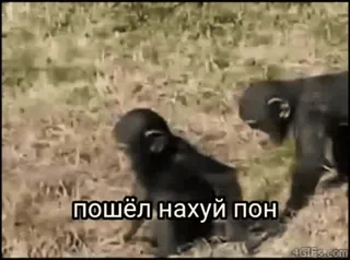 🦧 пошёл нахуй лон simpanse, binatang, bahasa kasar, meme telegram sticker