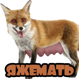🍞 ЯЖЕМАТЬ fuchs, tier, meme, russisch whatsapp sticker