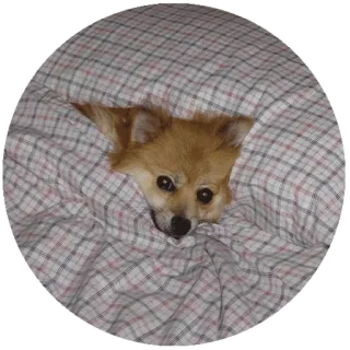 😐 perro, animal, mascota, manta, lindo, acogedor telegram sticker