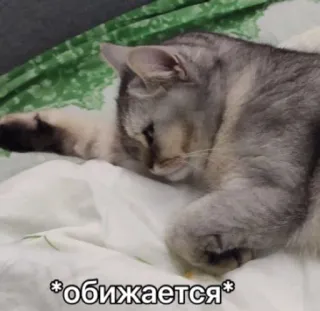 😔 *обижается* gato, triste, lindo, animal, doméstico, mascota, felino, gatito telegram sticker