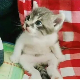 🧐 anak kucing, kucing, hewan, hewan peliharaan, imut, hewan peliharaan, kecil telegram sticker
