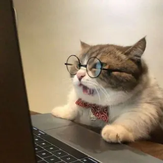 🌙 Katze, Brille, Computer, Nerd, Fliege, Tier, Laptop telegram sticker