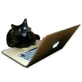 😱 cat, computer, laptop, animal, pet, black cat telegram sticker