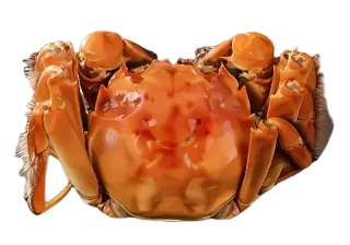 😃 krab, owoce morza, zwierzę, jedzenie, skorupiak, skorupiak telegram sticker