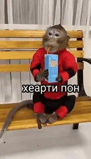 💫 хеарти пон monyet, binatang, minum, jus, pakaian telegram sticker