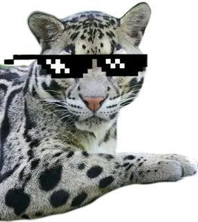 🕶 Leopard, Tier, Sonnenbrille, Verpixelt, Cool, Meme, Nebelparder telegram sticker