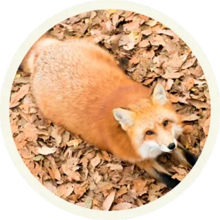 ☺️ vos, dier, natuur, wildlife telegram sticker
