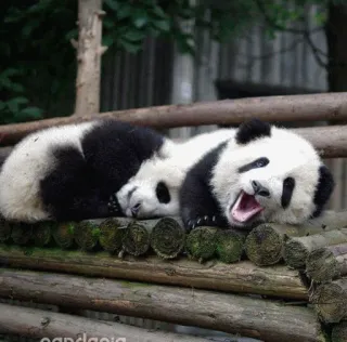 😃 pandapois panda, cute, animal, sleepy, nature, wildlife telegram sticker
