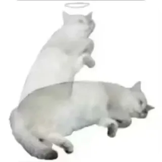 🐶 кот, ореол, ангел, белый, милый telegram sticker