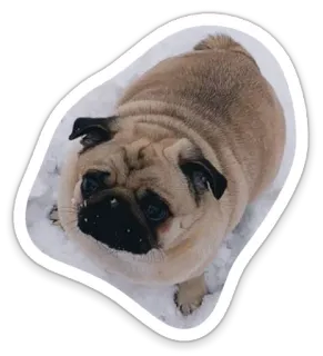 ❄️ pug, dog, animal, snow telegram sticker