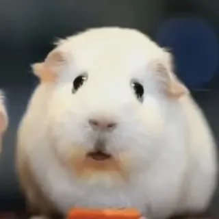 😫 porquinho da índia, animal de estimação, roedor, animal, fofo, branco telegram sticker