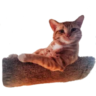 😌 cat, feline, pet, animal, domestic cat, mammal telegram sticker