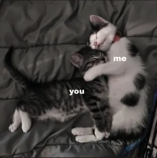 🍄 me you 고양이, 동물, 우정, 사랑, 포옹, 애정, 반려동물, 애완동물 telegram sticker