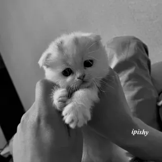 🕸 ipishy 小猫, 猫, 动物, 宠物, 可爱, 小, 毛茸茸 telegram sticker