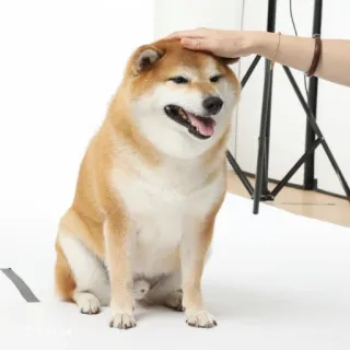 🏷 chó, shiba inu, thú cưng, động vật, dễ thương, thuần hóa, động vật có vú telegram sticker