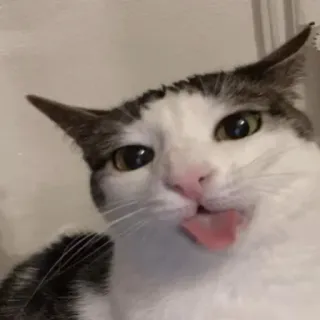 😼 cat, animal, pet, tongue, silly, cute whatsapp sticker