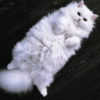 🤨 mèo, mèo trắng, mèo bông, động vật nuôi, thú cưng, động vật, lông lá telegram sticker