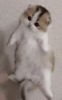 😺 小猫, 猫, 可爱, 动物, 家养, 宠物 telegram sticker