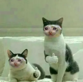 🥺 kucing, meme, menangis, jempol ke atas, hewan telegram sticker